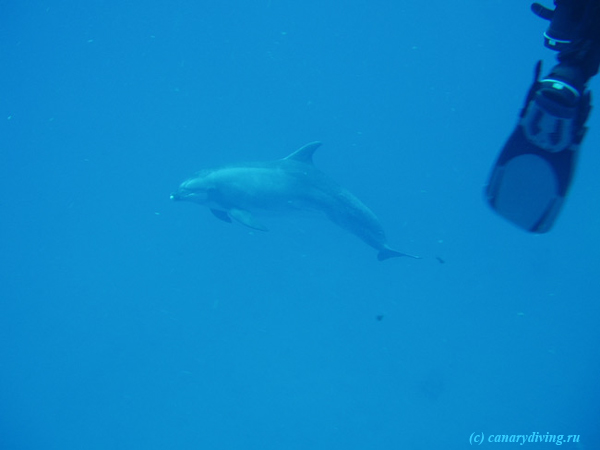 Дайвинг Тенерифе - погружения с дельфинами