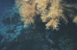 дайвинг на канарах - черные кораллы