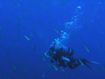 El Hierro diving
