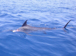 морская рыбалка на Тенерифе - Голубой марлин