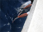 ловля Голубого марлина на Канарских островах - фото