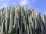 Тенерифе, природа, кактусы - фото Канар
