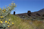 фото - цветущая кальдера на вершине острова Тенерифе