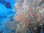 черные кораллы на канарских островах