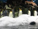 Тенерифе, Лоропарк,рифрежератор-пингвинарий
