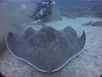 черные атлантические скаты - дайвинг на Тенерифе