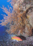 дайвинг на канарах - черные кораллы