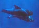дайвинг на Канарах - подводные фотографии китов