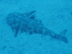 акула-ангел подводные фото Тенерифе