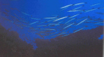 дайвинг на Канарах - подводные фото