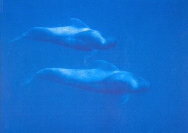 дайвинг на Канарских островах - подводные фотографии китов 