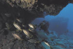 дайвинг на Канарских островах в фотографиях