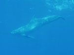 подводные фото с дельфинами - дайвинг на Тенерифе